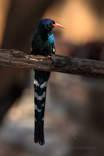 Dudkovec stromový (Phoeniculus purpurem), Dudkovec stromový (Phoeniculus purpurem) Green Wood Hoopoe, Autor: Ondřej Prosický | NaturePhoto.cz, Model: Canon EOS-1D Mark IV, Objektiv: Canon EF 400mm f/2.8 L IS II USM, fotografováno z ruky, Clona: 6.3, Doba expozice: 1/80 s, ISO: 800, Kompenzace expozice: -1/3, Blesk: Ano, Vytvořeno: 28. června 2012 13:02:52, Hwange National Park (Zimbabwe)