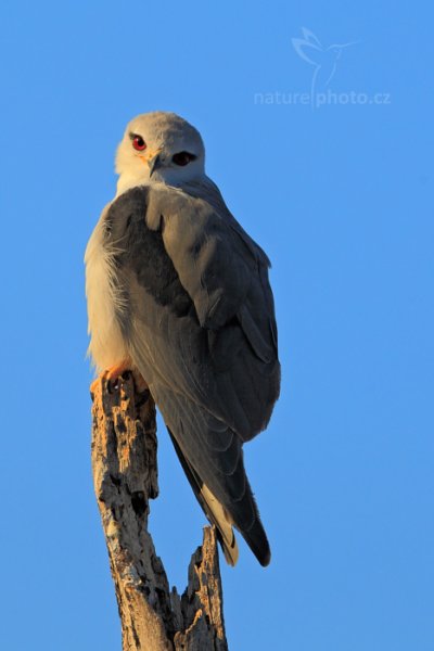 Luněc šedý (Elanus caeruleus), Luněc šedý (Elanus caeruleus) Black-winged Kite, Autor: Ondřej Prosický | NaturePhoto.cz, Model: Canon EOS-1D Mark IV, Objektiv: Canon EF 400mm f/2.8 L IS II USM, fotografováno z ruky, Clona: 6.3, Doba expozice: 1/800 s, ISO: 320, Kompenzace expozice: +1/3, Blesk: Ne, Vytvořeno: 29. června 2012 7:24:05, Hwange National Park (Zimbabwe)