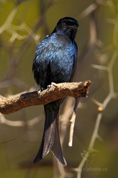 Drongo africký (Dicrurus adsimilis), Drongo africký (Dicrurus adsimilis) Fork-tailed Drongo, Autor: Ondřej Prosický | NaturePhoto.cz, Model: Canon EOS-1D Mark IV, Objektiv: Canon EF 400mm f/2.8 L IS II USM, fotografováno z ruky, Clona: 5.6, Doba expozice: 1/100 s, ISO: 400, Kompenzace expozice: -1/3, Blesk: Ne, Vytvořeno: 30. června 2012 12:09:26, Hwange National Park (Zimbabwe)