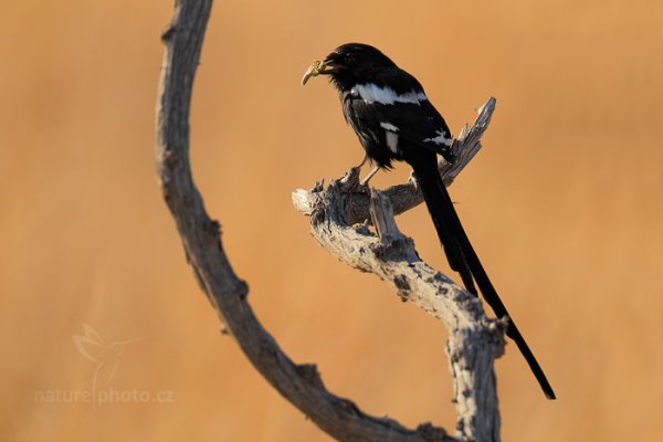 Ťuhýk stračí (Urolestes melanoleucus), Ťuhýk stračí (Urolestes melanoleucus) Magpie-Shrike, Autor: Ondřej Prosický | NaturePhoto.cz, Model: Canon EOS-1D Mark IV, Objektiv: Canon EF 400mm f/2.8 L IS II USM, fotografováno z ruky, Clona: 5.6, Doba expozice: 1/800 s, ISO: 250, Kompenzace expozice: -1/3, Blesk: Ne, Vytvořeno: 27. června 2012 8:12:47, Hwange National Park (Zimbabwe)