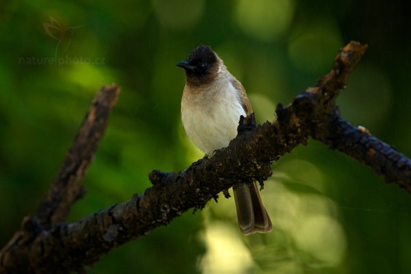 Bulbul zahradní (Pycnonotus tricolor), Bulbul zahradní (Pycnonotus tricolor) Dark-capped Bulbul, Autor: Ondřej Prosický | NaturePhoto.cz, Model: Canon EOS-1D Mark IV, Objektiv: Canon EF 400mm f/2.8 L IS II USM, fotografováno z ruky, Clona: 7.1, Doba expozice: 1/200 s, ISO: 1000, Kompenzace expozice: -1/3, Blesk: Ano, Vytvořeno: 1. července 2012 13:38:51, Victoria Falls, Zambezi River (Zimbabwe)