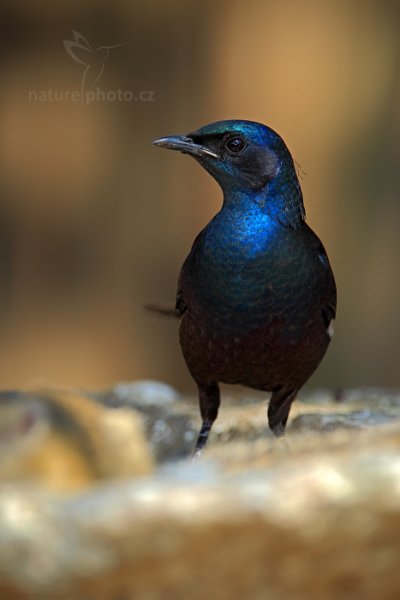 Leskoptev baobabová (Lamprotornis mevesii), Leskoptev baobabová (Lamprotornis mevesii) Meves&#039;s Long-tailed Starling, Autor: Ondřej Prosický | NaturePhoto.cz, Model: Canon EOS-1D Mark IV, Objektiv: Canon EF 400mm f/2.8 L IS II USM, fotografováno z ruky, Clona: 5.0, Doba expozice: 1/320 s, ISO: 400, Kompenzace expozice: -2/3, Blesk: Ano, Vytvořeno: 5. července 2012 10:37:49, Chobe National Park (Botswana)