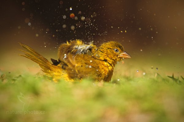 Bulbul žlutobřichý (Chlorocichla flaviventris ), Bulbul žlutobřichý (Chlorocichla flaviventris) Yellow-bellied Greenbul, Autor: Ondřej Prosický | NaturePhoto.cz, Model: Canon EOS-1D Mark IV, Objektiv: Canon EF 400mm f/2.8 L IS II USM, fotografováno z ruky, Clona: 5.0, Doba expozice: 1/2500 s, ISO: 500, Kompenzace expozice: 0, Blesk: Ne, Vytvořeno: 5. července 2012 12:28:27, Chobe National Park (Botswana)