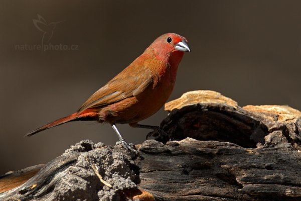 Amarant růžový  (Lagonosticta rhodopareia), Amarant růžový (Lagonosticta rhodopareia) Jameson&#039;s Firefinch, Autor: Ondřej Prosický | NaturePhoto.cz, Model: Canon EOS-1D Mark IV, Objektiv: Canon EF 400mm f/2.8 L IS II USM, fotografováno z ruky, Clona: 6.3, Doba expozice: 1/800 s, ISO: 640, Kompenzace expozice: -1/3, Blesk: Ano, Vytvořeno: 29. června 2012 12:45:44, Hwange National Park (Zimbabwe)