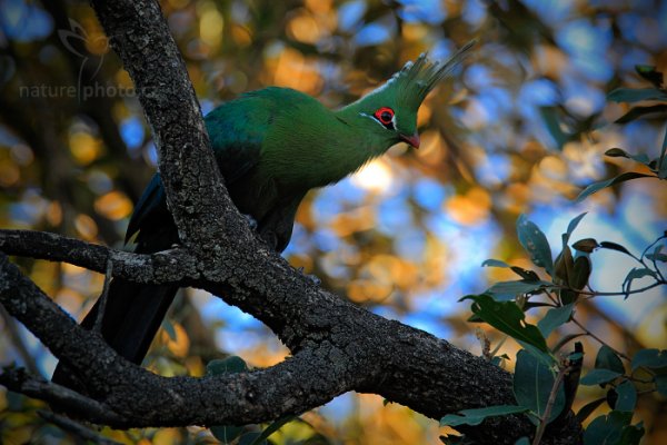 Turako Schalowův (Tauraco schalowi), Turako Schalowův (Tauraco schalowi) Schalow&#039;s Turaco, Autor: Ondřej Prosický | NaturePhoto.cz, Model: Canon EOS-1D Mark IV, Objektiv: Canon EF 400mm f/2.8 L IS II USM, fotografováno z ruky, Clona: 5.6, Doba expozice: 1/400 s, ISO: 1000, Kompenzace expozice: -2/3, Blesk: Ne, Vytvořeno: 1. července 2012 16:41:54, Victoria Falls, Zambezi River (Zimbabwe)