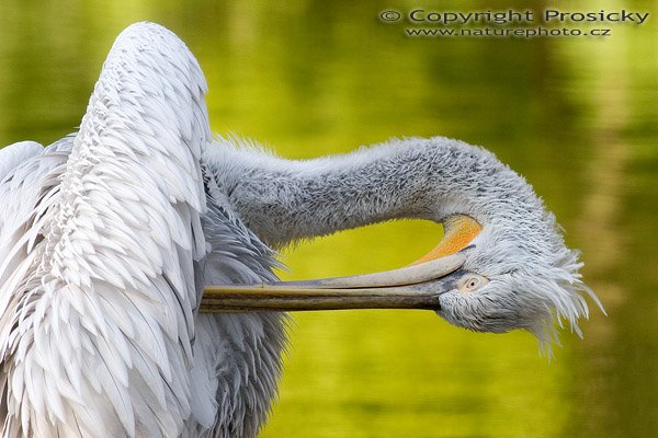 Pelikán kadeřavý (Pelecanus crispus), Pelikán kadeřavý (Pelecanus crispus), Autor: Ondřej Prosický, Model aparátu: Canon EOS 20D, Objektiv: Canon EF 400mm f/5.6 L USM, Manfrotto 190B + 141RC, Ohnisková vzdálenost: 400.00 mm, Režim měření expozice: Vzorek, Clona: 5.60, Doba expozice: 1/320 s, ISO: 200, Vyvážení expozice: 0.00, Blesk: Ne, Vytvořeno: 7. října 2005 15:12:10, ZOO Praha - Troja (ČR)