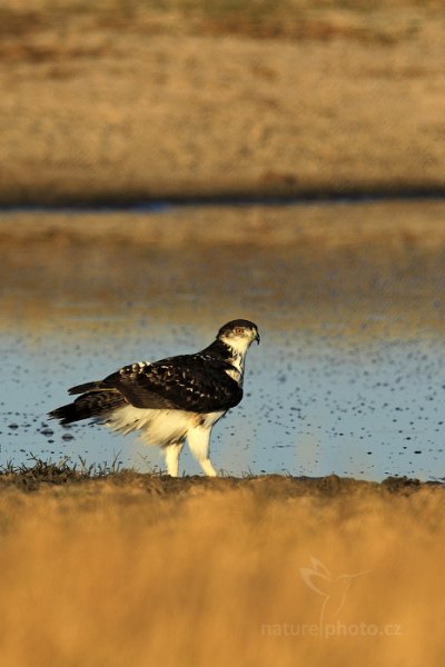 Orel savanový (Hieraaetus spilogaster), Orel savanový (Hieraaetus spilogaster) African Hawk-Eagle, Autor: Ondřej Prosický | NaturePhoto.cz, Model: Canon EOS-1D Mark IV, Objektiv: Canon EF 400mm f/2.8 L IS II USM, fotografováno z ruky, Clona: 6.3, Doba expozice: 1/1000 s, ISO: 200, Kompenzace expozice: -2/3, Blesk: Ne, Vytvořeno: 30. června 2012 7:28:09, Hwange National Park (Zimbabwe)