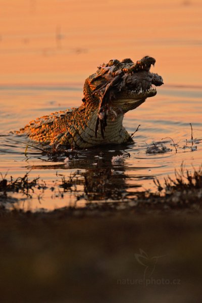 Krokodýl nilský (Crocodylus niloticus), Krokodýl nilský (Crocodylus niloticus) Nile Crocodile, Autor: Ondřej Prosický | NaturePhoto.cz, Model: Canon EOS-1D Mark IV, Objektiv: Canon EF 400mm f/2.8 L IS II USM, fotografováno z ruky, Clona: 5.6, Doba expozice: 1/320 s, ISO: 500, Kompenzace expozice: -2/3, Blesk: Ne, Vytvořeno: 4. července 2012 17:36:58, Chobe National Park (Botswana)