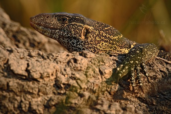 Varan nilský (Varanus niloticus), Varan nilský (Varanus niloticus) Nile Monitor, Autor: Ondřej Prosický | NaturePhoto.cz, Model: Canon EOS-1D Mark IV, Objektiv: Canon EF 400mm f/2.8 L IS II USM, fotografováno z ruky, Clona: 6.3, Doba expozice: 1/1000 s, ISO: 640, Kompenzace expozice: -1/3, Blesk: Ne, Vytvořeno: 2. července 2012 15:32:58, Chobe National Park (Botswana)