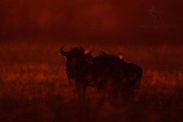 Pakůň žíhaný (Connochaetes taurinus), Pakůň žíhaný (Connochaetes taurinus) Blue wildebeest, Autor: Ondřej Prosický | NaturePhoto.cz, Model: Canon EOS-1D Mark IV, Objektiv: Canon EF 400mm f/2.8 L IS II USM, fotografováno z ruky, Clona: 5.6, Doba expozice: 1/1250 s, ISO: 500, Kompenzace expozice: -1 1/3, Blesk: Ne, Vytvořeno: 28. června 2012 7:02:00, Hwange National Park (Zimbabwe)