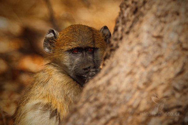 Pavián čakma (Papio hamadryas ursinus), Pavián čakma (Papio hamadryas ursinus) Chacma baboon, Autor: Ondřej Prosický | NaturePhoto.cz, Model: Canon EOS-1D Mark IV, Objektiv: Canon EF 400mm f/2.8 L IS II USM, fotografováno z ruky, Clona: 8.0, Doba expozice: 1/800 s, ISO: 500, Kompenzace expozice: -2/3, Blesk: Ano, Vytvořeno: 1. července 2012 11:54:58, Chobe National Park (Botswana)