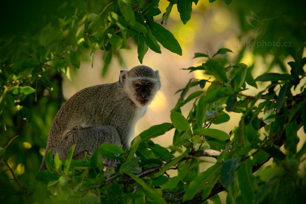 Kočkodan zelený (Chlorocebus sabaeus), Kočkodan zelený (Chlorocebus sabaeus) Vervet Monkey, Autor: Ondřej Prosický | NaturePhoto.cz, Model: Canon EOS-1D Mark IV, Objektiv: Canon EF 400mm f/2.8 L IS II USM, fotografováno z ruky, Clona: 6.3, Doba expozice: 1/250 s, ISO: 800, Kompenzace expozice: -1/3, Blesk: Ano, Vytvořeno: 3. července 2012 13:36:52, Chobe National Park (Botswana)