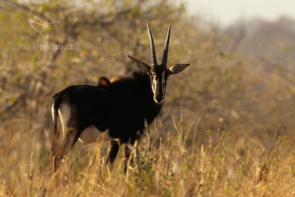 Antilopa vraná (Hippotragus niger), Antilopa vraná (Hippotragus niger) Sable Antelope, Autor: Ondřej Prosický | NaturePhoto.cz, Model: Canon EOS-1D Mark IV, Objektiv: Canon EF 400mm f/2.8 L IS II USM, fotografováno z ruky, Clona: 9.0, Doba expozice: 1/400 s, ISO: 320, Kompenzace expozice: -1, Blesk: Ne, Vytvořeno: 3. července 2012 8:49:56, Chobe National Park (Botswana)