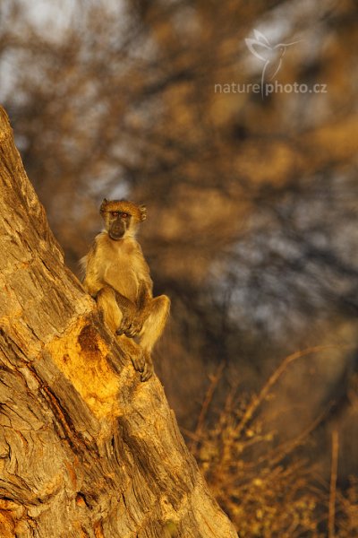 Pavián čakma (Papio hamadryas ursinus), Pavián čakma (Papio hamadryas ursinus) Chacma baboon, Autor: Ondřej Prosický | NaturePhoto.cz, Model: Canon EOS-1D Mark IV, Objektiv: Canon EF 400mm f/2.8 L IS II USM, fotografováno z ruky, Clona: 6.3, Doba expozice: 1/500 s, ISO: 320, Kompenzace expozice: -1, Blesk: Ne, Vytvořeno: 28. června 2012 7:22:27, Hwange National Park (Zimbabwe)