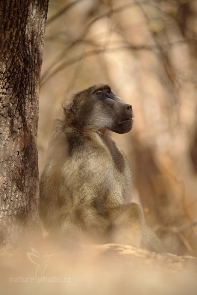 Pavián čakma (Papio hamadryas ursinus), Pavián čakma (Papio hamadryas ursinus) Chacma baboon, Autor: Ondřej Prosický | NaturePhoto.cz, Model: Canon EOS-1D Mark IV, Objektiv: Canon EF 400mm f/2.8 L IS II USM, fotografováno z ruky, Clona: 3.5, Doba expozice: 1/800 s, ISO: 200, Kompenzace expozice: -1/3, Blesk: Ano, Vytvořeno: 1. července 2012 12:01:22, Hwange National Park (Zimbabwe)