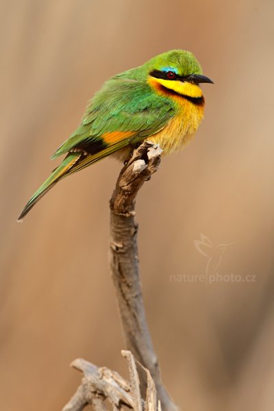 Vlha malá (Merops pusillus), Vlha malá (Merops pusillus) Little Bee-eater, Autor: Ondřej Prosický | NaturePhoto.cz, Model: Canon EOS-1D Mark IV, Objektiv: Canon EF 400mm f/2.8 L IS II USM, fotografováno z ruky, Clona: 7.1, Doba expozice: 1/500 s, ISO: 500, Kompenzace expozice: 0, Blesk: Ne, Vytvořeno: 4. července 2012 8:49:36, Chobe National Park (Botswana)