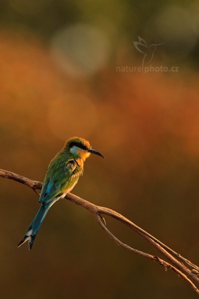 Vlha vlaštovčí (Merops hirundineus), Vlha vlaštovčí (Merops hirundineus) Swallow-tailed Bee-eater, Autor: Ondřej Prosický | NaturePhoto.cz, Model: Canon EOS-1D Mark IV, Objektiv: Canon EF 400mm f/2.8 L IS II USM, fotografováno z ruky, Clona: 7.1, Doba expozice: 1/1000 s, ISO: 800, Kompenzace expozice: -2/3, Blesk: Ne, Vytvořeno: 4. července 2012 15:47:55, Chobe National Park (Botswana)