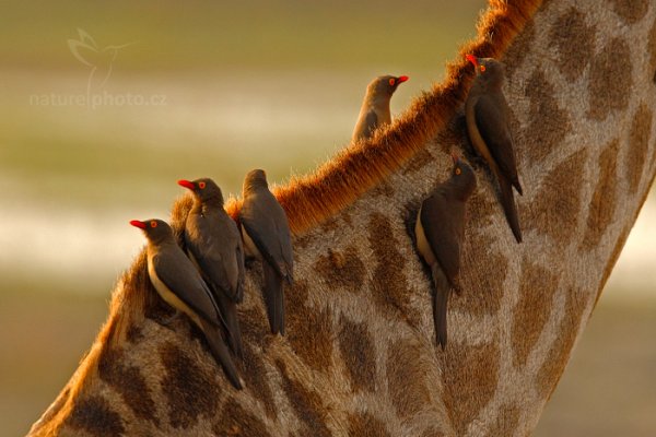 Klubák červenozobý (Buphagus erythrorhynchus), Klubák červenozobý (Buphagus erythrorhynchus ) Red-billed Oxpecker, Autor: Ondřej Prosický | NaturePhoto.cz, Model: Canon EOS-1D Mark IV, Objektiv: Canon EF 400mm f/2.8 L IS II USM, fotografováno z ruky, Clona: 7.1, Doba expozice: 1/800 s, ISO: 800, Kompenzace expozice: -1/3, Blesk: Ne, Vytvořeno: 4. července 2012 16:37:26, Chobe National Park (Botswana)