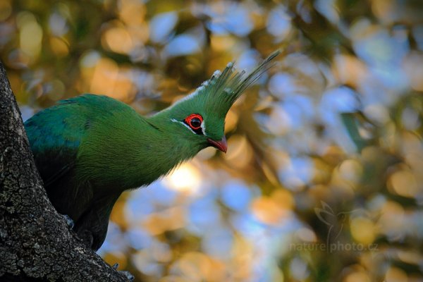 Turaco Schalowův (Tauraco schalowi), Turako Schalowův (Tauraco schalowi) Schalow&#039;s Turaco, Autor: Ondřej Prosický | NaturePhoto.cz, Model: Canon EOS-1D Mark IV, Objektiv: Canon EF 400mm f/2.8 L IS II USM, fotografováno z ruky, Clona: 5.6, Doba expozice: 1/400 s, ISO: 1000, Kompenzace expozice: -2/3, Blesk: Ne, Vytvořeno: 1. července 2012 16:41:54, Victoria Falls, Zambezi River (Zimbabwe)