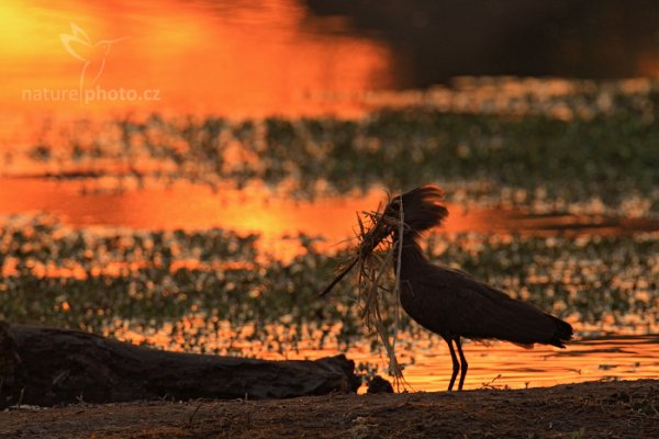 Kladivouš africký  (Scopus umbretta), Kladivouš africký (Scopus umbretta) Hamerkop, Autor: Ondřej Prosický | NaturePhoto.cz, Model: Canon EOS-1D Mark IV, Objektiv: Canon EF 400mm f/2.8 L IS II USM, fotografováno z ruky, Clona: 7.1, Doba expozice: 1/320 s, ISO: 1000, Kompenzace expozice: -2/3, Blesk: Ne, Vytvořeno: 6. července 2012 7:04:52, Chobe National Park (Botswana)