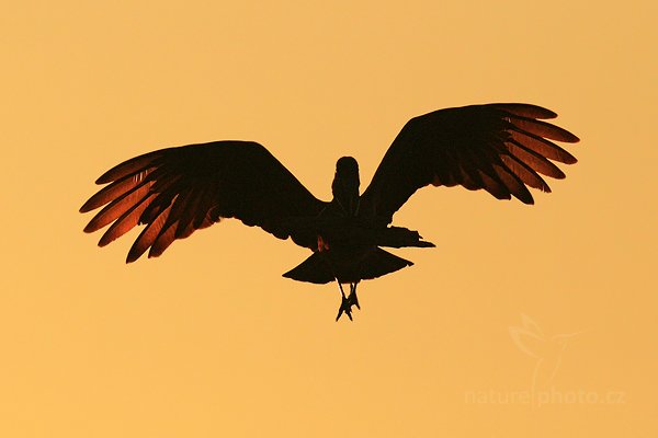 Kladivouš africký  (Scopus umbretta), Kladivouš africký (Scopus umbretta) Hamerkop, Autor: Ondřej Prosický | NaturePhoto.cz, Model: Canon EOS-1D Mark IV, Objektiv: Canon EF 400mm f/2.8 L IS II USM + TC Canon 2x, Ohnisková vzdálenost (EQ35mm): 1040 mm, stativ Gitzo, Clona: 7.1, Doba expozice: 1/8000 s, ISO: 1000, Kompenzace expozice: -1 1/3, Blesk: Ne, 6. července 2012 7:11:52, Chobe National Park (Botswana)