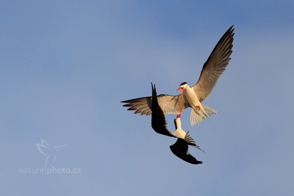 Zoboun africký (Rynchops flavirostris), Zoboun africký (Rynchops flavirostris) African Skimmer, Autor: Ondřej Prosický | NaturePhoto.cz, Model: Canon EOS-1D Mark IV, Objektiv: Canon EF 400mm f/2.8 L IS II USM, fotografováno z ruky, Clona: 5.0, Doba expozice: 1/8000 s, ISO: 1000, Kompenzace expozice: -2/3, Blesk: Ne, Vytvořeno: 5. července 2012 16:40:51, Chobe National Park (Botswana)