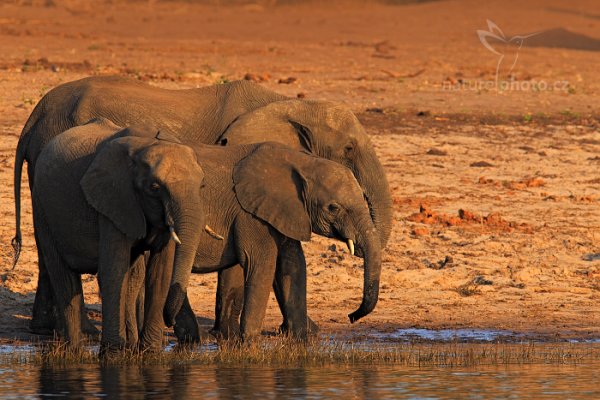 Slon africký (Loxodonta africana), Slon africký (Loxodonta africana) African Elephant, Autor: Ondřej Prosický | NaturePhoto.cz, Model: Canon EOS-1D Mark IV, Objektiv: Canon EF 400mm f/2.8 L IS II USM, fotografováno z ruky, Clona: 6.3, Doba expozice: 1/1000 s, ISO: 400, Kompenzace expozice: -2/3, Blesk: Ne, Vytvořeno: 3. července 2012 16:20:38, Chobe National Park (Botswana)