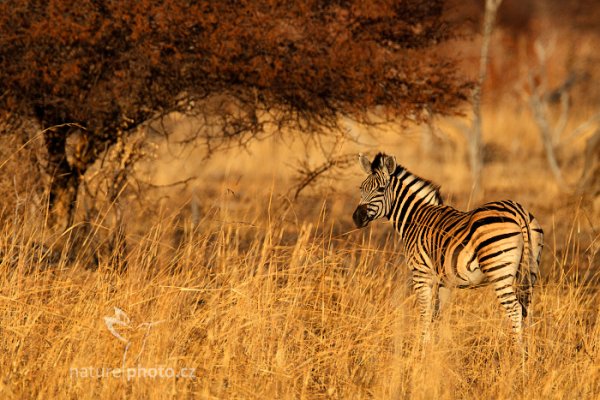 Zebra stepní (Equus quagga), Zebra stepní (Equus quagga) Plains zebra, Autor: Ondřej Prosický | NaturePhoto.cz, Model: Canon EOS-1D Mark IV, Objektiv: Canon EF 400mm f/2.8 L IS II USM, fotografováno z ruky, Clona: 6.3, Doba expozice: 1/1000 s, ISO: 400, Kompenzace expozice: -1/3, Blesk: Ne, Vytvořeno: 27. června 2012 7:38:14, Hwange National Park (Zimbabwe)