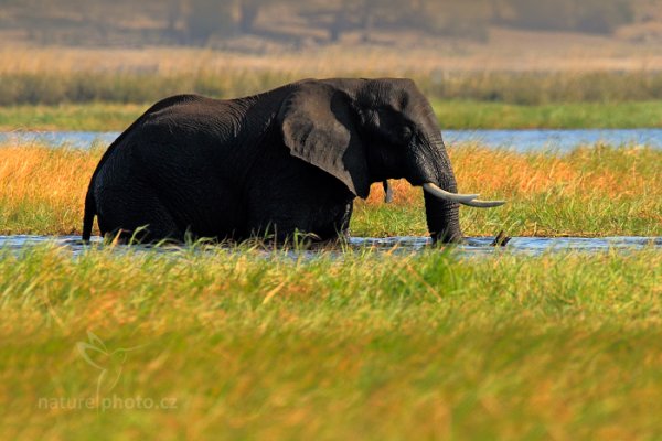 Slon africký (Loxodonta africana) , Slon africký (Loxodonta africana) African Elephant, Autor: Ondřej Prosický | NaturePhoto.cz, Model: Canon EOS-1D Mark IV, Objektiv: Canon EF 400mm f/2.8 L IS II USM, fotografováno z ruky, Clona: 6.3, Doba expozice: 1/1600 s, ISO: 400, Kompenzace expozice: -1/3, Blesk: Ne, Vytvořeno: 3. července 2012 15:18:36, Chobe National Park (Botswana)