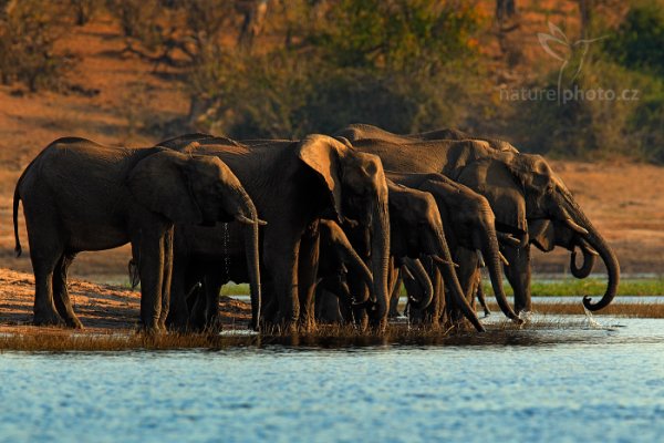 Slon africký (Loxodonta africana) , Slon africký (Loxodonta africana) African Elephant, Autor: Ondřej Prosický | NaturePhoto.cz, Model: Canon EOS-1D Mark IV, Objektiv: Canon EF 400mm f/2.8 L IS II USM, fotografováno z ruky, Clona: 6.3, Doba expozice: 1/800 s, ISO: 400, Kompenzace expozice: -2/3, Blesk: Ne, Vytvořeno: 3. července 2012 16:08:39, Chobe National Park (Botswana)