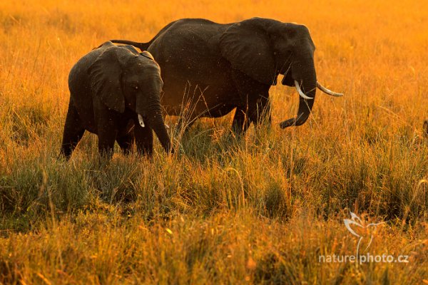 Slon africký (Loxodonta africana) , Slon africký (Loxodonta africana) African Elephant, Autor: Ondřej Prosický | NaturePhoto.cz, Model: Canon EOS-1D Mark IV, Objektiv: Canon EF 400mm f/2.8 L IS II USM, fotografováno z ruky, Clona: 5.0, Doba expozice: 1/400 s, ISO: 320, Kompenzace expozice: -2/3, Blesk: Ne, Vytvořeno: 3. července 2012 17:02:46, Chobe National Park (Botswana)