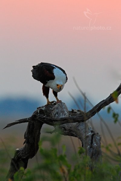 Orel jasnohlasý (Haliaeetus vocifer), Orel jasnohlasý (Haliaeetus vocifer) African Fish Eagle, Autor: Ondřej Prosický | NaturePhoto.cz, Model: Canon EOS-1D Mark IV, Objektiv: Canon EF 400mm f/2.8 L IS II USM, fotografováno z ruky, Clona: 7.1, Doba expozice: 1/250 s, ISO: 1250, Kompenzace expozice: -1/3, Blesk: Ne, Vytvořeno: 3. července 2012 6:54:37, Chobe National Park (Botswana)