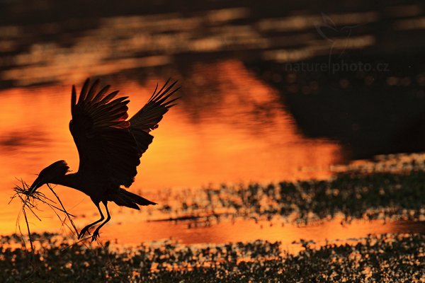 Kladivouš africký  (Scopus umbretta), Kladivouš africký (Scopus umbretta) Hamerkop, Autor: Ondřej Prosický | NaturePhoto.cz, Model: Canon EOS-1D Mark IV, Objektiv: Canon EF 400mm f/2.8 L IS II USM + TC Canon 2x, Ohnisková vzdálenost (EQ35mm): 1040 mm, stativ Gitzo, Clona: 7.1, Doba expozice: 1/640 s, ISO: 1000, Kompenzace expozice: -2/3, Blesk: Ne, 6. července 2012 7:04:54, Chobe National Park (Botswana) 