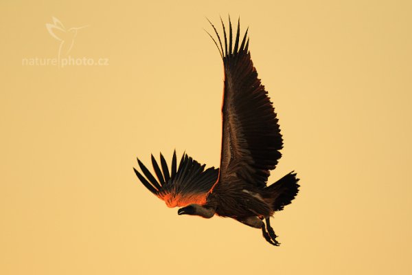 Sup africký (Gyps africanus), Sup africký (Gyps africanus) African White-backed Vulture, Autor: Ondřej Prosický | NaturePhoto.cz, Model: Canon EOS-1D Mark IV, Objektiv: Canon EF 400mm f/2.8 L IS II USM, fotografováno z ruky, Clona: 3.2, Doba expozice: 1/4000 s, ISO: 320, Kompenzace expozice: 0, Blesk: Ne, Vytvořeno: 27. června 2012 17:22:43, Hwange National Park (Zimbabwe)