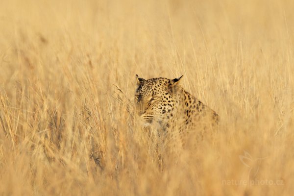 Levhart jihoafrický (Panthera pardus shortridgei), Levhart jihoafrický (Panthera pardus shortridgei) Leopard, Autor: Ondřej Prosický | NaturePhoto.cz, Model: Canon EOS-1D Mark IV, Objektiv: Canon EF 400mm f/2.8 L IS II USM, fotografováno z ruky, Clona: 7.1, Doba expozice: 1/1600 s, ISO: 320, Kompenzace expozice: -1, Blesk: Ne, Vytvořeno: 28. června 2012 7:33:23, Hwange National Park (Zimbabwe)