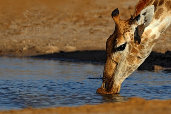 Žirafa angolská (Giraffa camelopardalis), Žirafa angolská (Giraffa camelopardalis) Angolan Giraffe, Autor: Ondřej Prosický | NaturePhoto.cz, Model: Canon EOS-1D Mark IV, Objektiv: Canon EF 400mm f/2.8 L IS II USM, fotografováno z ruky, Clona: 5.6, Doba expozice: 1/2500 s, ISO: 320, Kompenzace expozice: -2/3, Blesk: Ne, Vytvořeno: 27. června 2012 15:58:24, Hwange National Park (Zimbabwe)