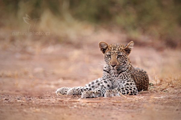 Levhart jihoafrický (Panthera pardus shortridgei), Levhart jihoafrický (Panthera pardus shortridgei) Leopard, Autor: Ondřej Prosický | NaturePhoto.cz, Model: Canon EOS-1D Mark IV, Objektiv: Canon EF 400mm f/2.8 L IS II USM, fotografováno z ruky, Clona: 4.0, Doba expozice: 1/40 s, ISO: 1600, Kompenzace expozice: -1/3, Blesk: Ne, Vytvořeno: 4. července 2012 18:06:25, Chobe National Park (Botswana)