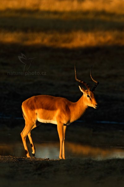 Impala keňská (Aepyceros melampus), Impala keňská (Aepyceros melampus) Impala, Autor: Ondřej Prosický | NaturePhoto.cz, Model: Canon EOS-1D Mark IV, Objektiv: Canon EF 400mm f/2.8 L IS II USM, fotografováno z ruky, Clona: 6.3, Doba expozice: 1/1000 s, ISO: 500, Kompenzace expozice: -1 1/3, Blesk: Ne, Vytvořeno: 30. června 2012 7:19:27, Hwange National Park (Zimbabwe)