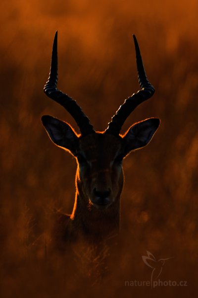 Impala keňská (Aepyceros melampus), Impala keňská (Aepyceros melampus) Impala, Autor: Ondřej Prosický | NaturePhoto.cz, Model: Canon EOS-1D Mark IV, Objektiv: Canon EF 400mm f/2.8 L IS II USM, fotografováno z ruky, Clona: 6.3, Doba expozice: 1/320 s, ISO: 320, Kompenzace expozice: -1, Blesk: Ne, Vytvořeno: 28. června 2012 7:13:28, Hwange National Park (Zimbabwe)