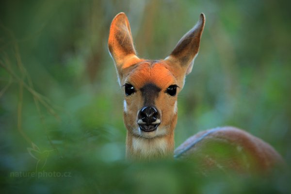 Lesoň pestrý (Tragelaphus scripttttus ornatus), Lesoň pestrý (Tragelaphus scriptttus ornatus) Chobe Bushbuck, Autor: Ondřej Prosický | NaturePhoto.cz, Model: Canon EOS-1D Mark IV, Objektiv: Canon EF 400mm f/2.8 L IS II USM, fotografováno z ruky, Clona: 5.6, Doba expozice: 1/125 s, ISO: 1000, Kompenzace expozice: -2/3, Blesk: Ne, Vytvořeno: 1. července 2012 16:56:14, Victoria Falls, Zambezi River (Zimbabwe)