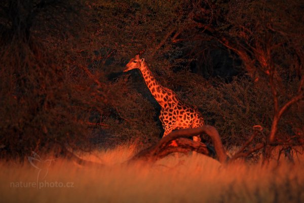 Žirafa angolská (Giraffa camelopardalis), Žirafa angolská (Giraffa camelopardalis) Angolan Giraffe, Autor: Ondřej Prosický | NaturePhoto.cz, Model: Canon EOS-1D Mark IV, Objektiv: Canon EF 400mm f/2.8 L IS II USM, fotografováno z ruky, Clona: 6.3, Doba expozice: 1/250 s, ISO: 800, Kompenzace expozice: -1 1/3, Blesk: Ne, Vytvořeno: 27. června 2012 17:34:04, Hwange National Park (Zimbabwe)