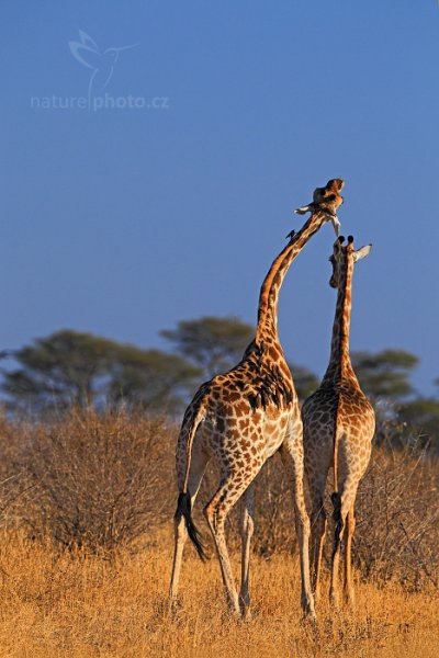 Žirafa angolská (Giraffa camelopardalis), Žirafa angolská (Giraffa camelopardalis) Angolan Giraffe, Autor: Ondřej Prosický | NaturePhoto.cz, Model: Canon EOS-1D Mark IV, Objektiv: Canon EF 400mm f/2.8 L IS II USM, fotografováno z ruky, Clona: 4.5, Doba expozice: 1/800 s, ISO: 200, Kompenzace expozice: -2/3, Blesk: Ne, Vytvořeno: 27. června 2012 16:09:31, Hwange National Park (Zimbabwe)