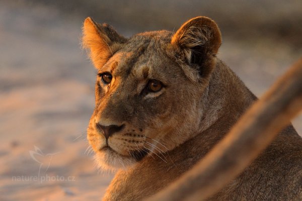 Lev konžský (Panthera leo bleyenberghi), Lev konžský (Panthera leo bleyenberghi) Katanga Lion, Autor: Ondřej Prosický | NaturePhoto.cz, Model: Canon EOS-1D Mark IV, Objektiv: Canon EF 400mm f/2.8 L IS II USM, fotografováno z ruky, Clona: 4.0, Doba expozice: 1/1000 s, ISO: 640, Kompenzace expozice: -1, Blesk: Ne, Vytvořeno: 5. července 2012 7:24:48, Chobe National Park (Botswana)