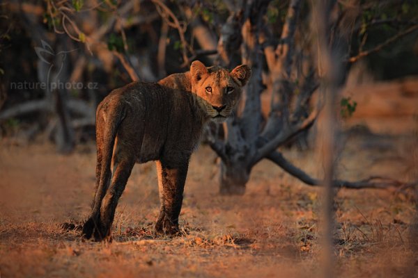 Lev konžský (Panthera leo bleyenberghi), Lev konžský (Panthera leo bleyenberghi) Katanga Lion, Autor: Ondřej Prosický | NaturePhoto.cz, Model: Canon EOS-1D Mark IV, Objektiv: Canon EF 400mm f/2.8 L IS II USM, fotografováno z ruky, Clona: 4.0, Doba expozice: 1/2000 s, ISO: 800, Kompenzace expozice: -1, Blesk: Ne, Vytvořeno: 5. července 2012 7:26:11, Chobe National Park (Botswana)