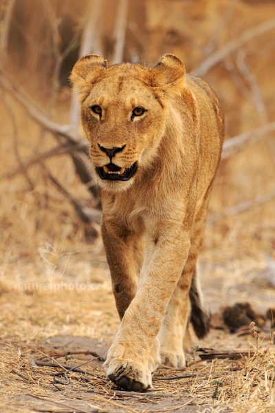 Lev konžský (Panthera leo bleyenberghi), Lev konžský (Panthera leo bleyenberghi) Katanga Lion, Autor: Ondřej Prosický | NaturePhoto.cz, Model: Canon EOS-1D Mark IV, Objektiv: Canon EF 400mm f/2.8 L IS II USM, fotografováno z ruky, Clona: 4.5, Doba expozice: 1/1000 s, ISO: 1000, Kompenzace expozice: -1, Blesk: Ne, Vytvořeno: 4. července 2012 7:31:00, Chobe National Park (Botswana)