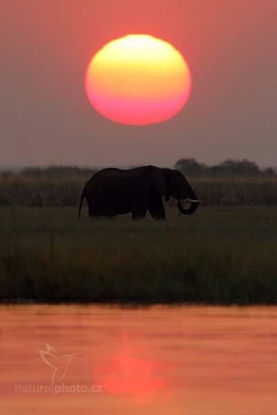 Slon africký (Loxodonta africana), Slon africký (Loxodonta africana) African Elephant, Autor: Ondřej Prosický | NaturePhoto.cz, Model: Canon EOS-1D Mark IV, Objektiv: Canon EF 400mm f/2.8 L IS II USM, fotografováno z ruky, Clona: 5.0, Doba expozice: 1/400 s, ISO: 500, Kompenzace expozice: -1/3, Blesk: Ne, Vytvořeno: 3. července 2012 17:52:46, Chobe National Park (Botswana)