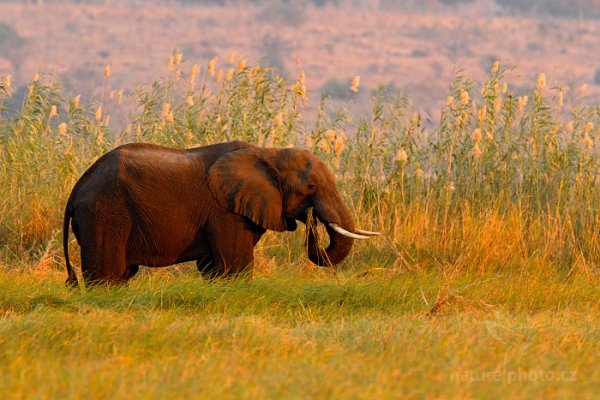 Slon africký (Loxodonta africana), Slon africký (Loxodonta africana) African Elephant, Autor: Ondřej Prosický | NaturePhoto.cz, Model: Canon EOS-1D Mark IV, Objektiv: Canon EF 400mm f/2.8 L IS II USM, fotografováno z ruky, Clona: 6.3, Doba expozice: 1/250 s, ISO: 640, Kompenzace expozice: -2/3, Blesk: Ne, Vytvořeno: 3. července 2012 17:34:02, Chobe National Park (Botswana)