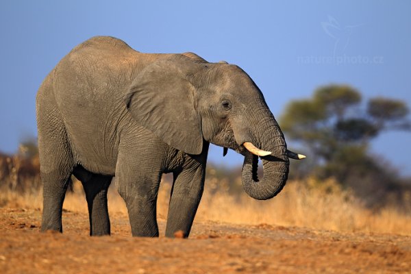 Slon africký (Loxodonta africana), Slon africký (Loxodonta africana) African Elephant, Autor: Ondřej Prosický | NaturePhoto.cz, Model: Canon EOS-1D Mark IV, Objektiv: Canon EF 400mm f/2.8 L IS II USM, fotografováno z ruky, Clona: 3.2, Doba expozice: 1/800 s, ISO: 200, Kompenzace expozice: 0, Blesk: Ne, Vytvořeno: 27. června 2012 16:21:24, Hwange National Park (Zimbabwe)