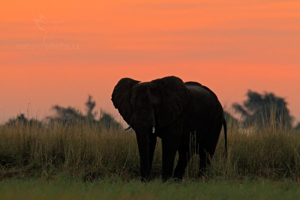 Slon africký (Loxodonta africana), Slon africký (Loxodonta africana) African Elephant, Autor: Ondřej Prosický | NaturePhoto.cz, Model: Canon EOS-1D Mark IV, Objektiv: Canon EF 400mm f/2.8 L IS II USM, fotografováno z ruky, Clona: 5.6, Doba expozice: 1/320 s, ISO: 1250, Kompenzace expozice: -2/3, Blesk: Ne, Vytvořeno: 2. července 2012 17:55:54, Chobe National Park (Botswana)