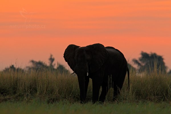 Slon africký (Loxodonta africana), Slon africký (Loxodonta africana) African Elephant, Autor: Ondřej Prosický | NaturePhoto.cz, Model: Canon EOS-1D Mark IV, Objektiv: Canon EF 400mm f/2.8 L IS II USM, fotografováno z ruky, Clona: 5.6, Doba expozice: 1/320 s, ISO: 1250, Kompenzace expozice: -2/3, Blesk: Ne, Vytvořeno: 2. července 2012 17:55:54, Chobe National Park (Botswana)